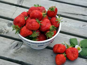 Fraises