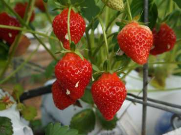 Fraises