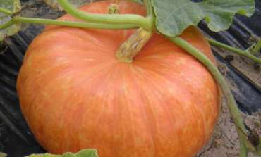 Récolte des courges