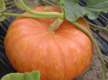 Récolte des courges