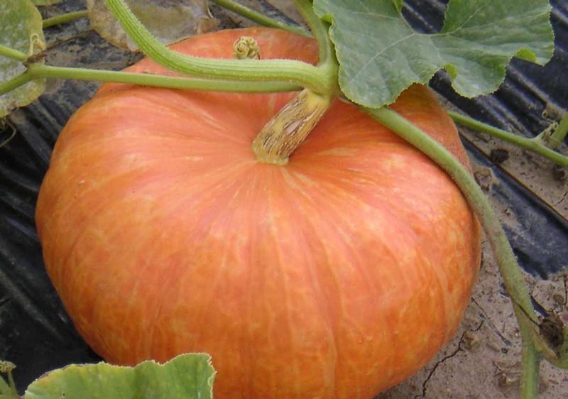 Récolte des courges