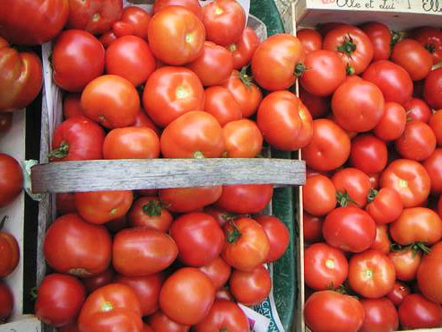 Récolte exceptionnelle de tomates