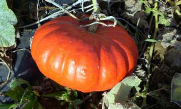 Citrouilles et courges d’hiver