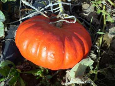 Citrouilles et courges d’hiver