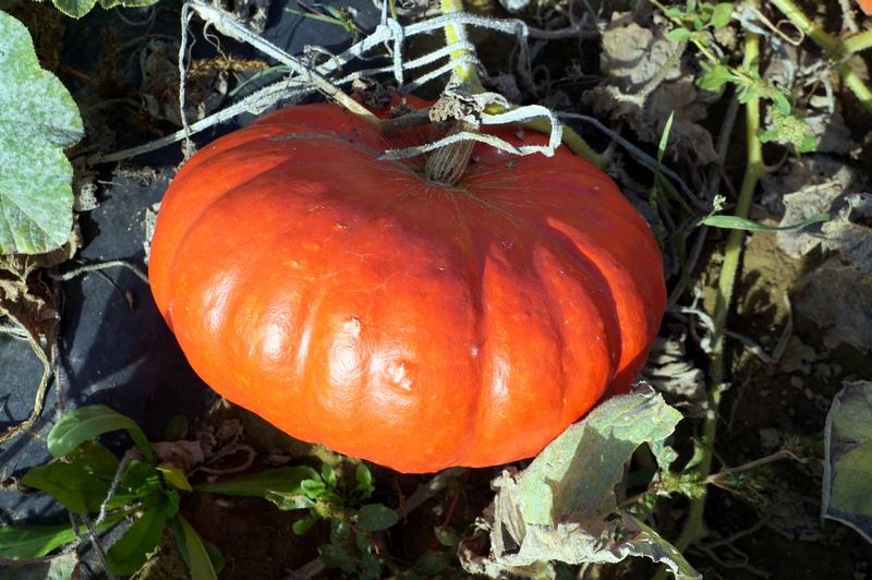 Citrouilles et courges d’hiver